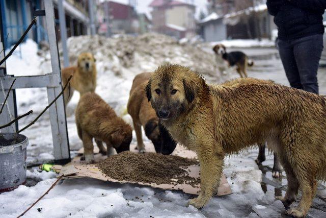 Atlara yem, kuşlara meyve, köpeklere mama