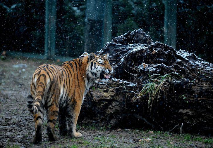 Hayvanat bahçesindeki canlıların kar mutluluğu G3