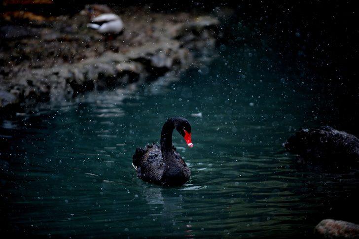 Hayvanat bahçesindeki canlıların kar mutluluğu G4