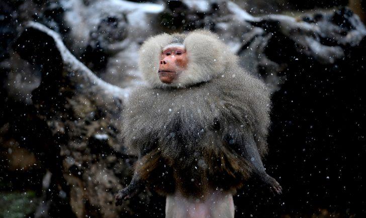 Hayvanat bahçesindeki canlıların kar mutluluğu G5