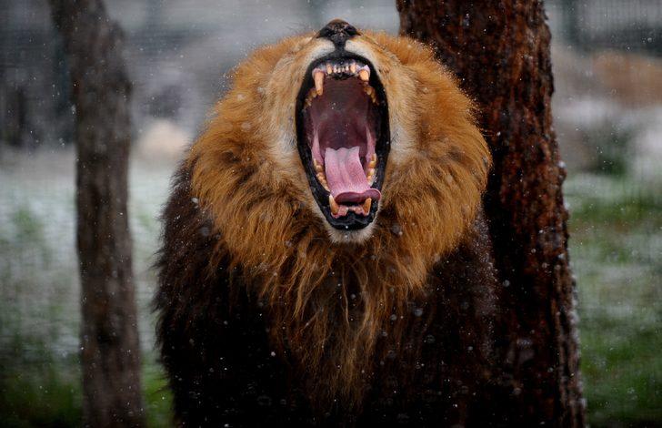 Hayvanat bahçesindeki canlıların kar mutluluğu G2