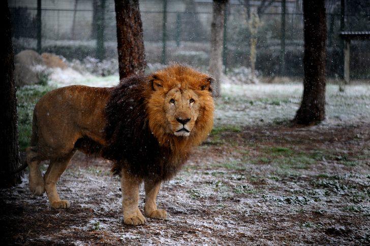 Hayvanat bahçesindeki canlıların kar mutluluğu G1