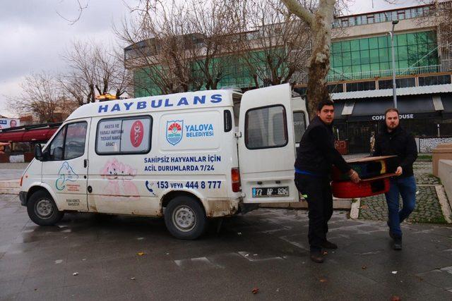 Yalova’da oto lastikleri kedilere ev oldu