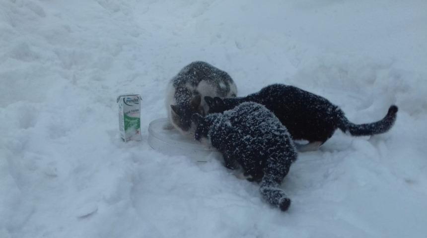 Her g&uuml;n 5 lirasını sokak hayvanlarına ayırıyor