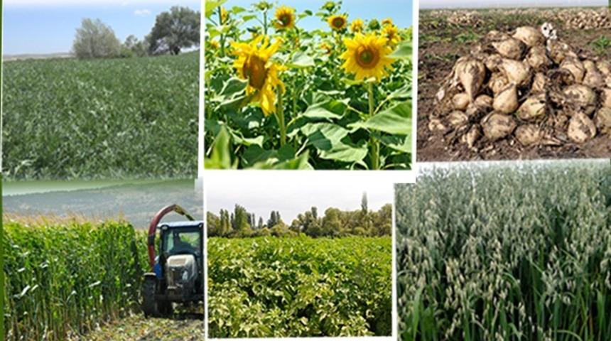 Eskişehir&rsquo;de sertifikalı tohum &uuml;retimi ve kullanımı yaygınlaşıyor