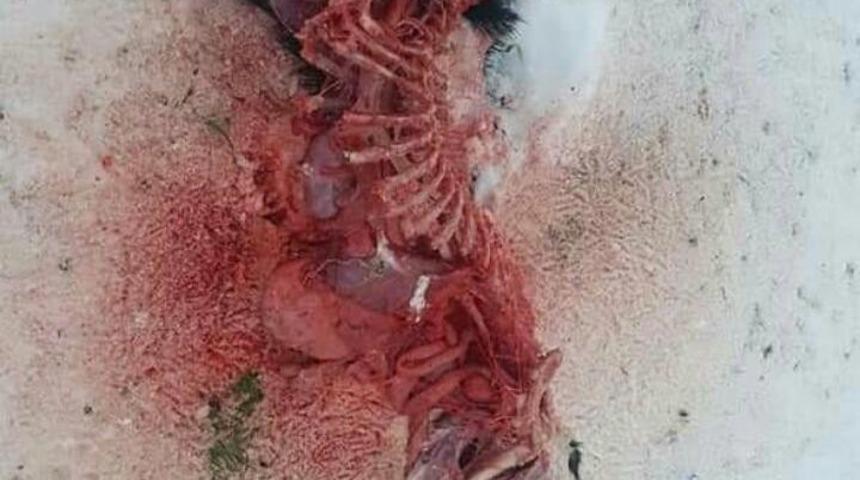 A&ccedil; kurtlar k&ouml;peği par&ccedil;aladı