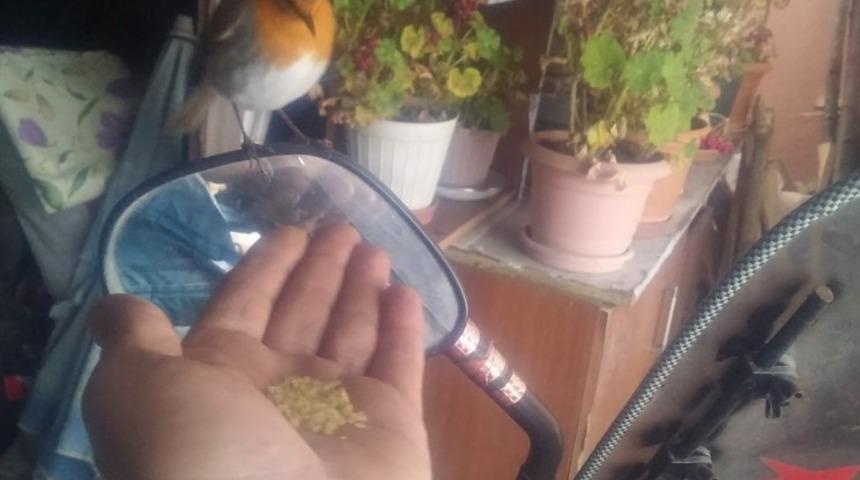 Karda yiyecek bulamayan b&uuml;lb&uuml;l&uuml; elleriyle besliyor