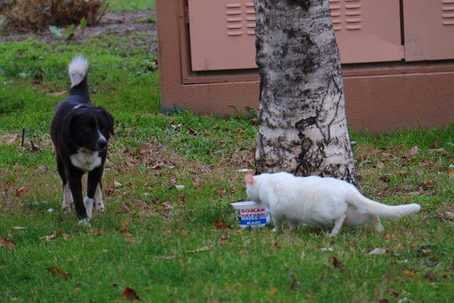 Yalova'da oto lastikleri, kedi evi oldu