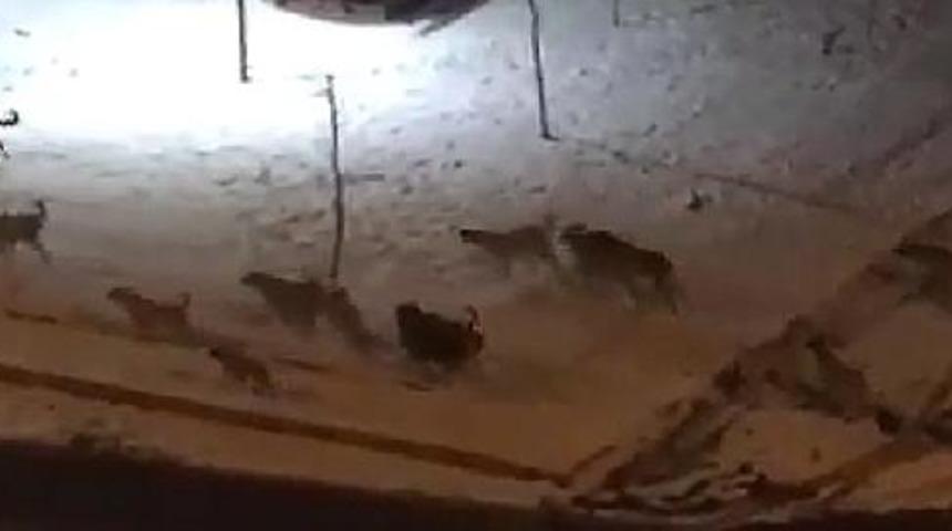 Liselinin öldüğü ilçede, bu kez köpekler saldırdıkları köpeği parçalayıp yedi