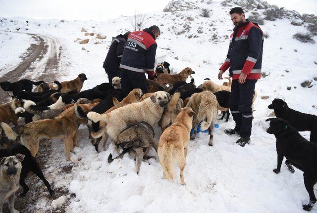 Sahipsiz sokak hayvanları unutulmadı