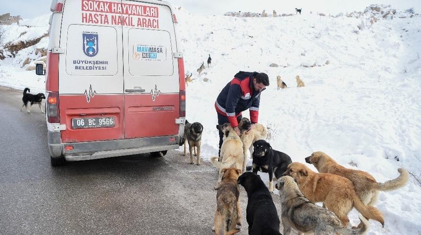 Sahipsiz sokak hayvanları unutulmadı