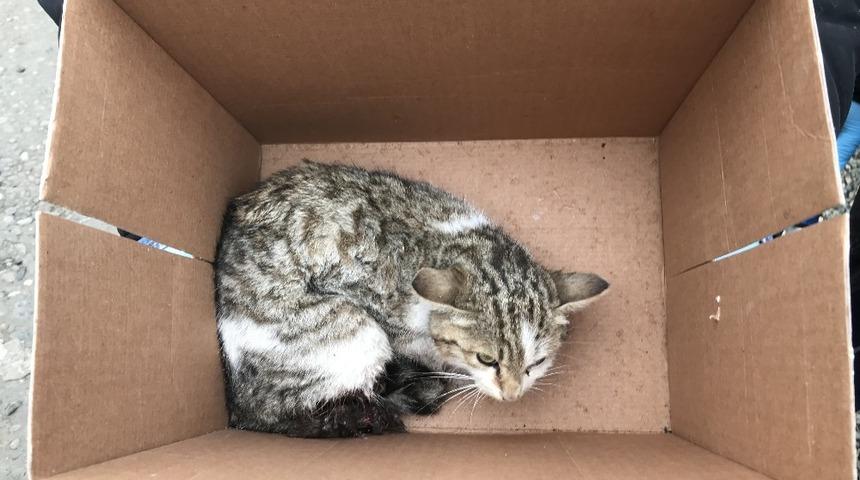 Ayakları ezilen kedi tedavi altına alındı