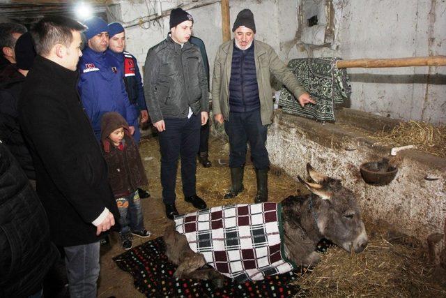 Yaralı eşeğe jandarma sahip çıktı