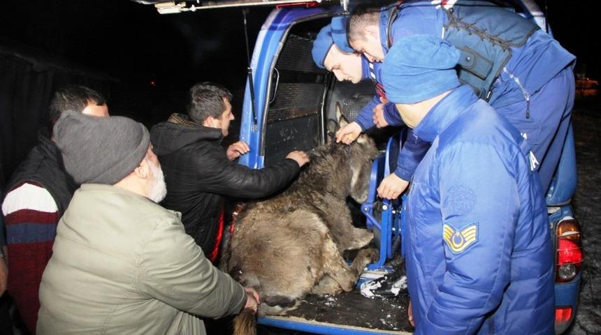 Yaralı eşeğe jandarma sahip &ccedil;ıktı
