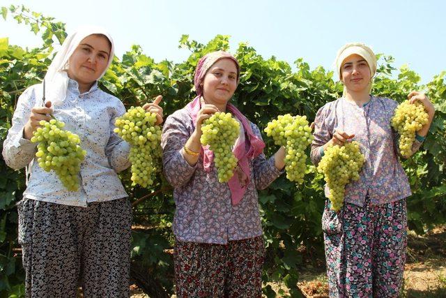 Manisa 2018 yılında 500 bin tondan fazla tarım ürünü ihraç etti