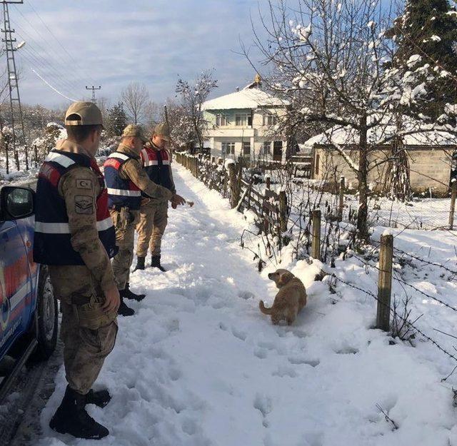 Jandarma sokak hayvanlarını unutmadı