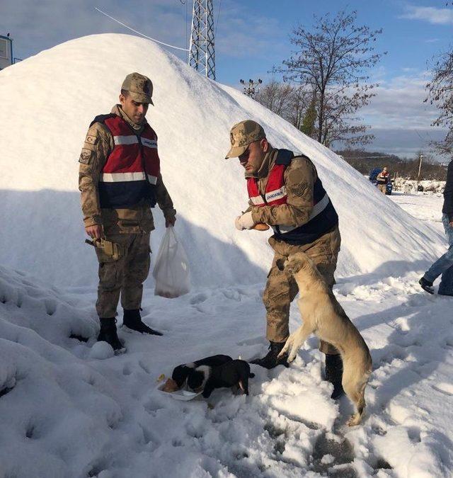 Jandarma sokak hayvanlarını unutmadı