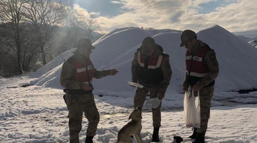Jandarma sokak hayvanlarını unutmadı