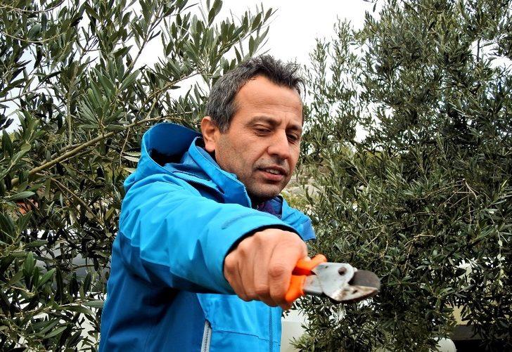 Üreticilere zeytin ağacı budamanın önemi anlatıldı G1