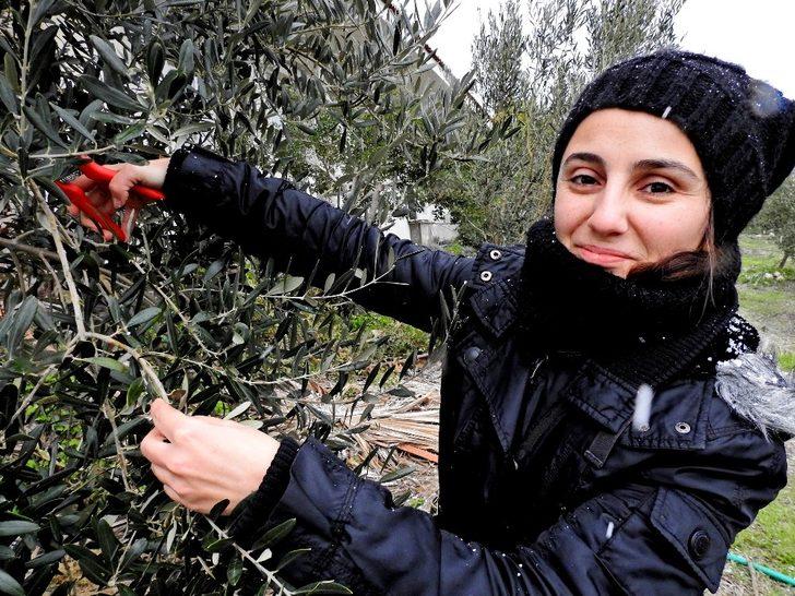 Üreticilere zeytin ağacı budamanın önemi anlatıldı G3