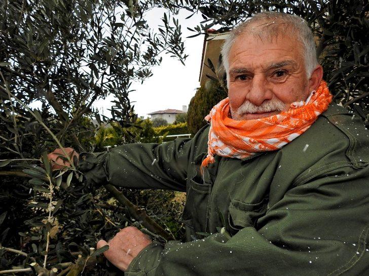 Üreticilere zeytin ağacı budamanın önemi anlatıldı G4