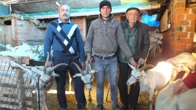 Balıkesirli muhtar örnek yetiştirci oldu