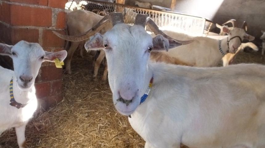 Balıkesirli muhtar &ouml;rnek yetiştirci oldu