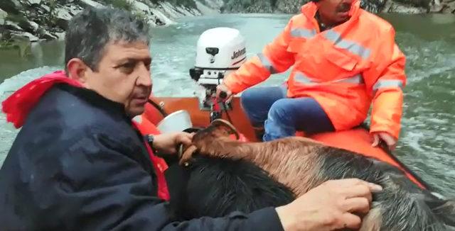 Baraj kenarında mahsur kalan keçiler botla kurtarıldı