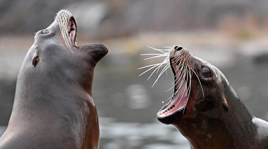 3 metrelik denizaslanları 'ayaklandı': Aç kalınca balık çiftliğinin yolunu tuttular