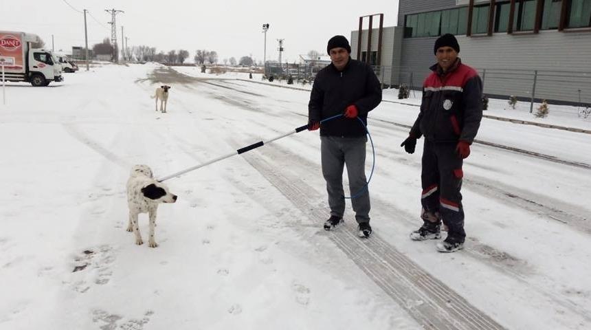 Sokak hayvanları tedavi i&ccedil;in toplanıyor