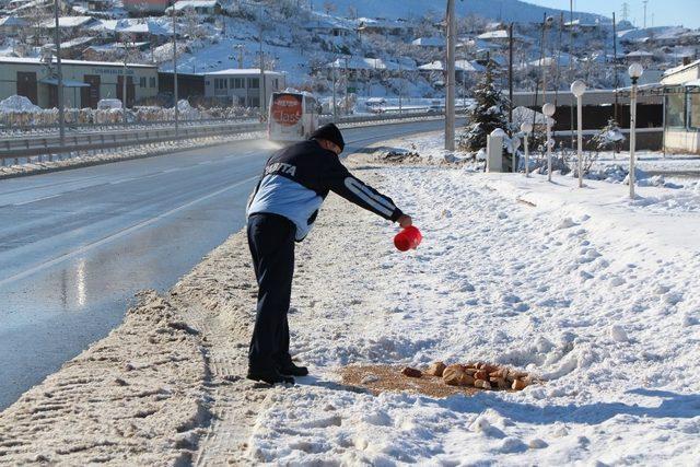 Sungurlu Belediyesi sokak hayvanlarını unutmadı