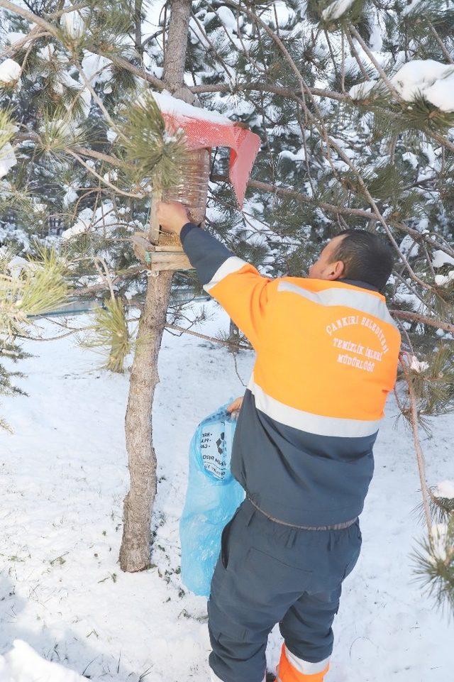 Çankırı Belediyesi soğuk havada sokak hayvanlarını unutmadı