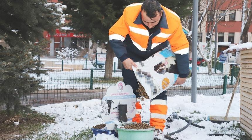 Çankırı Belediyesi soğuk havada sokak hayvanlarını unutmadı