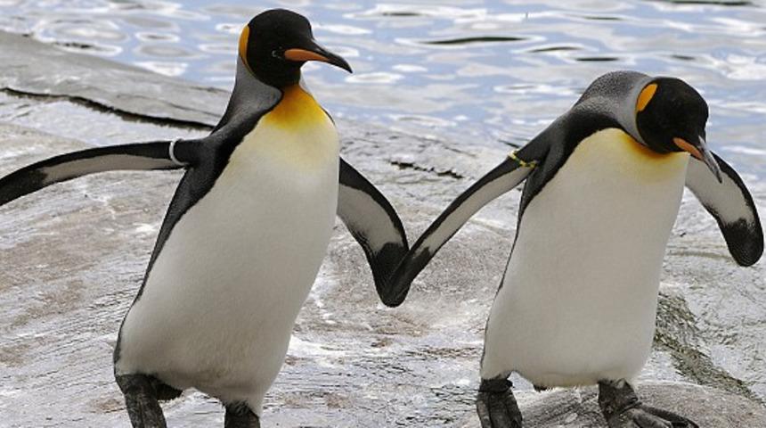 Binlerce penguen G&uuml;ney Amerika'da mahsur kaldı