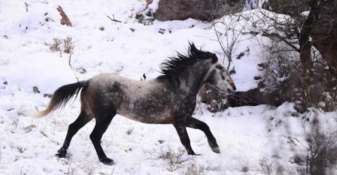 Murat Dağı'nda 3 yıl aradan sonra yeniden g&ouml;r&uuml;nt&uuml;lendiler!