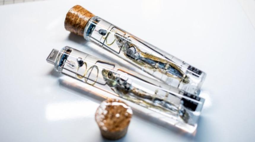 Balık beyninden USB bellek yaptı, satışa sundu