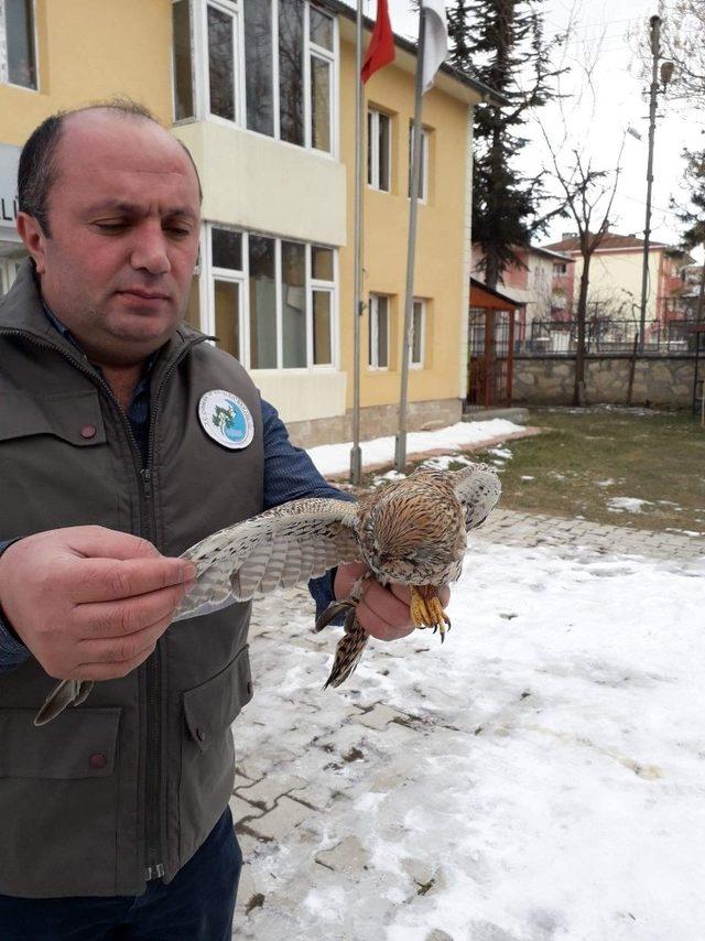 Yaralı Kerkenez tedavi altına alındı