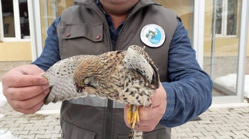 Yaralı Kerkenez tedavi altına alındı