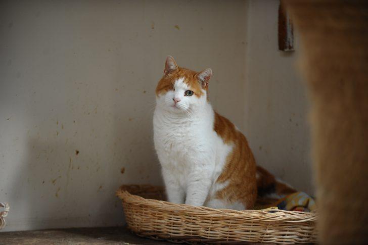 Onlar kışı özel villalarında, soba başında geçiriyorlar G3