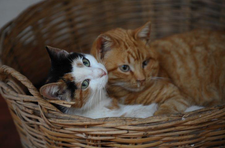 Onlar kışı özel villalarında, soba başında geçiriyorlar G5