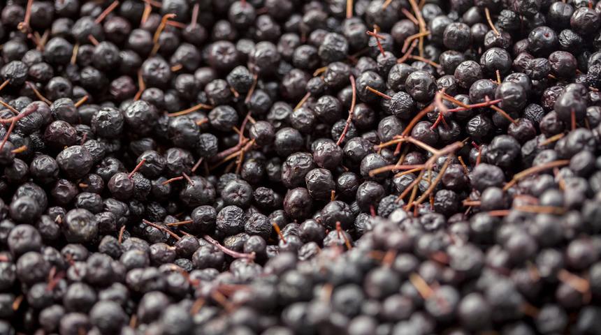 Altın gibi kıymetli: Aronia bitkisi kanser ile m&uuml;cadelede bir numara