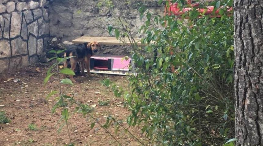 Minik &ouml;ğrenciler sokak hayvanları i&ccedil;in kul&uuml;be yaptılar