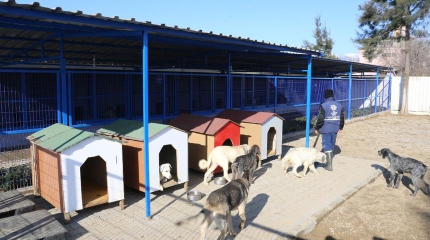 Nazilli hayvan barınağı yenilendi