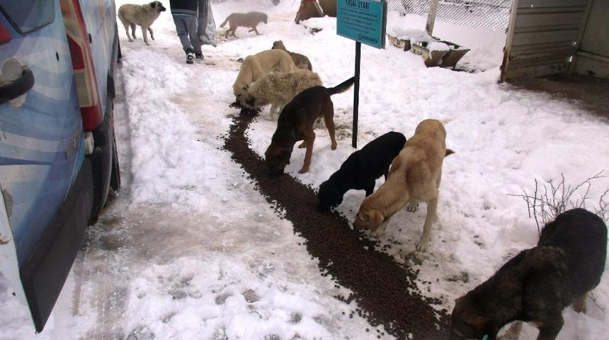 K&uuml;tahya&rsquo;da sokak hayvanlarına yiyecek dağıtıldı