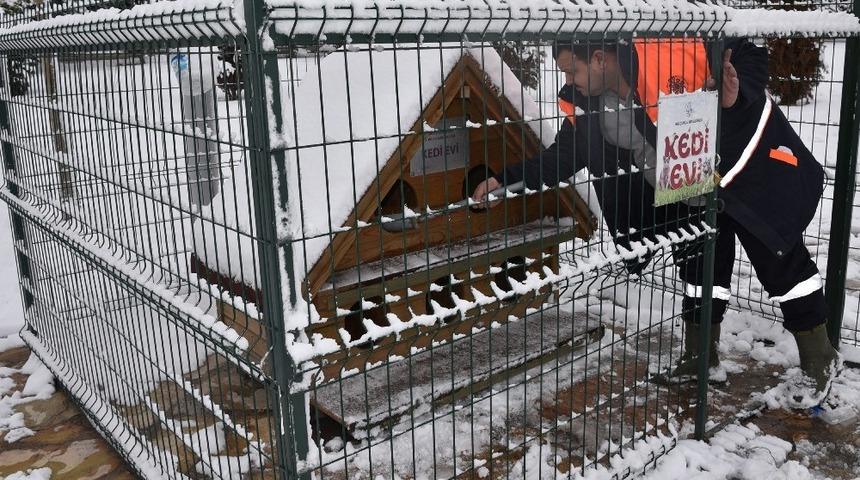 Selçuklu Belediyesi soğuk havada sokak hayvanlarını unutmadı