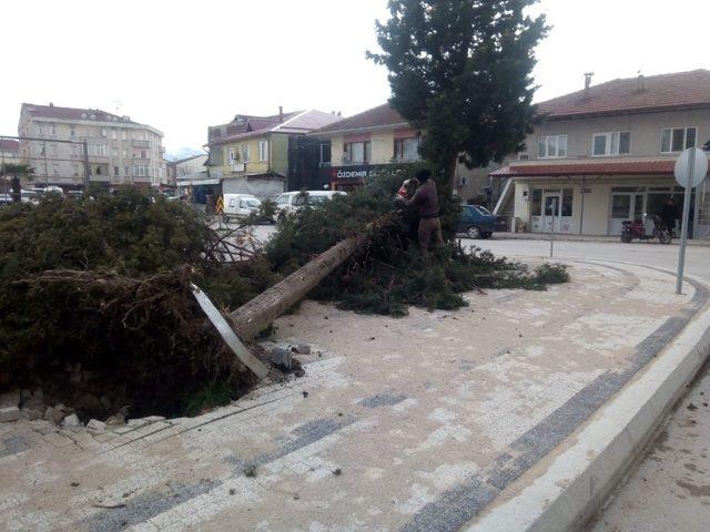 Akyazı Belediyesi ekipleri fırtına mesaisi yapıyor