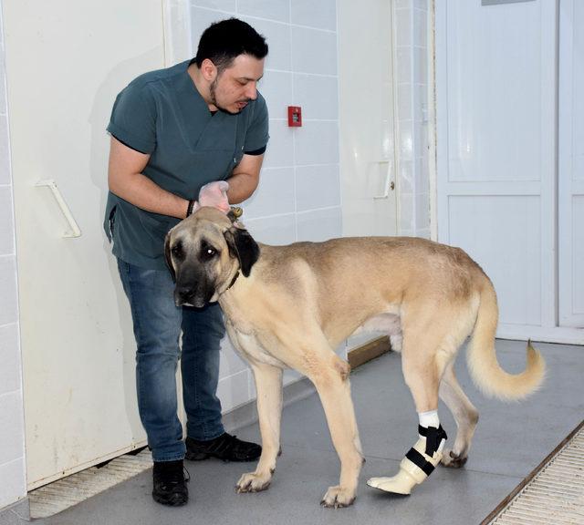 Ayağı kesilen köpeğe, 3 boyutlu yazıcıdan protez