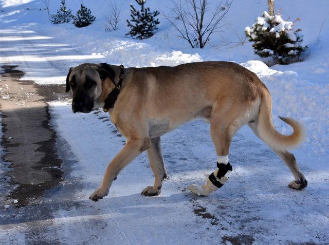 Ayağı kesilen köpeğe, 3 boyutlu yazıcıdan protez