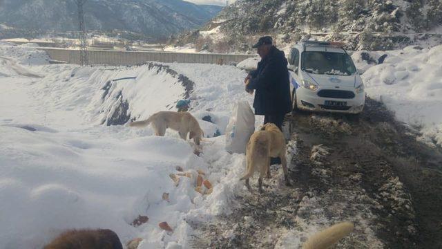 Reşadiye Belediyesi sokak hayvanlarını unutmadı