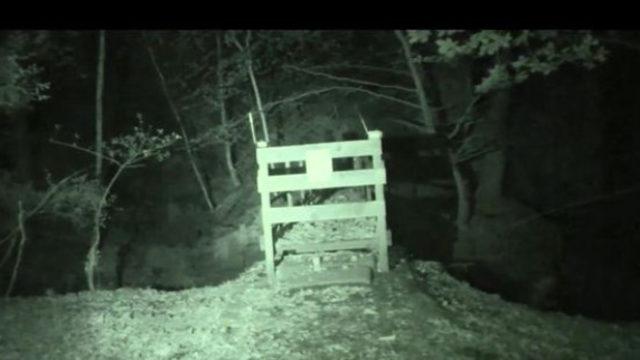 Ormanda çekilen görüntü korkuttu! Uzaylı mı yoksa şeytan mı?